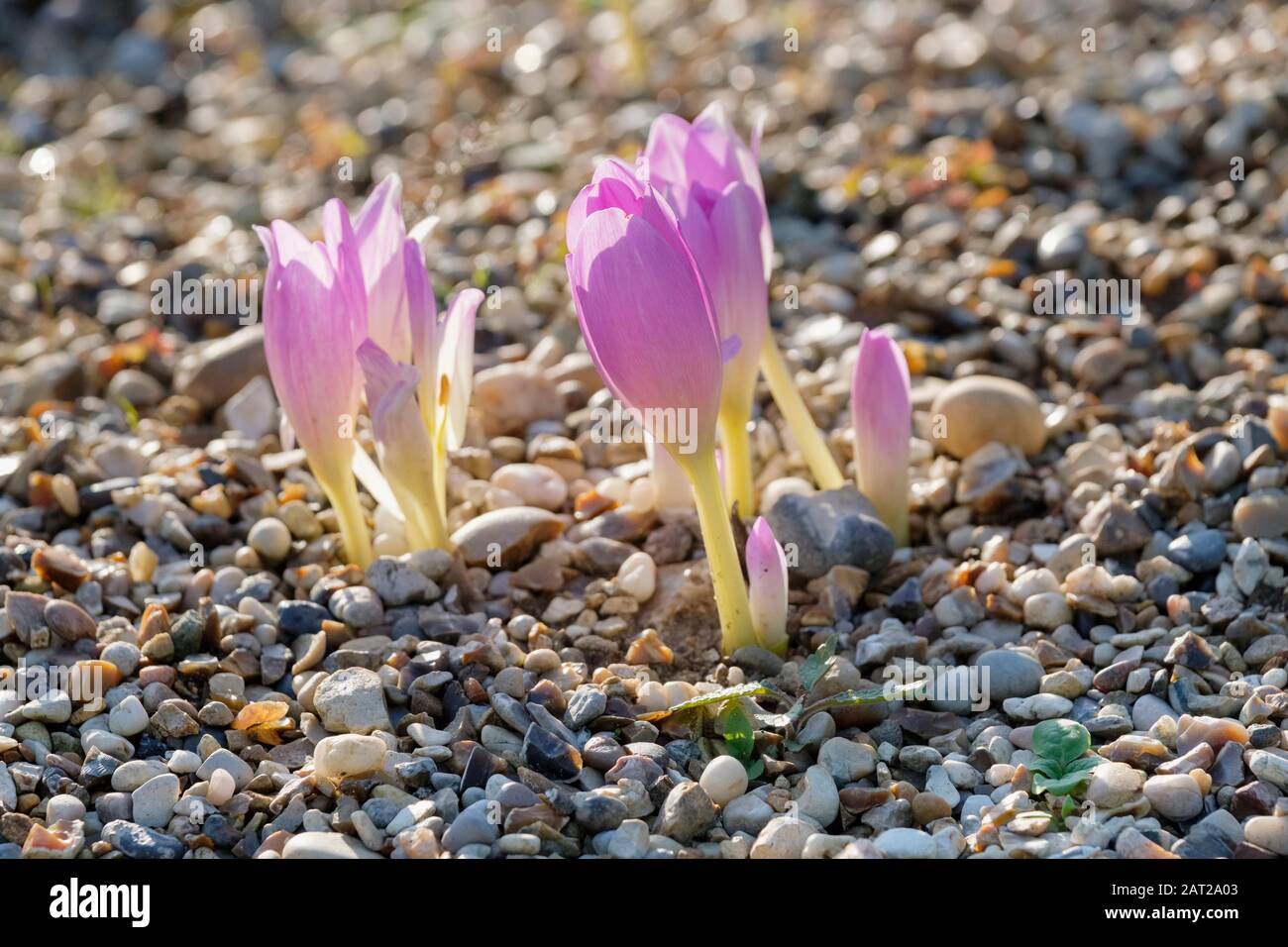 Blasslila Blumen von Colchicum Autumnale Antares, Herbst Crocus Antares umgeben von Kies Stockfoto