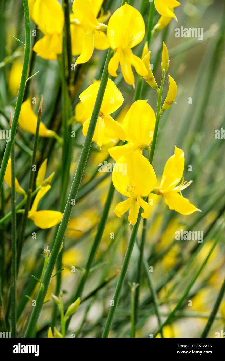 Die leuchtend gelben Blumen des Spartium juncheum, auch spanischer Besen oder Weberbäumchen und Rush Besen genannt Stockfoto