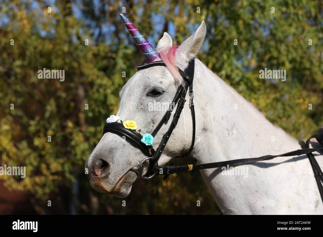 Magic Hintergrund Mit Realistischen Weisses Einhorn Pferd Stockfotografie Alamy