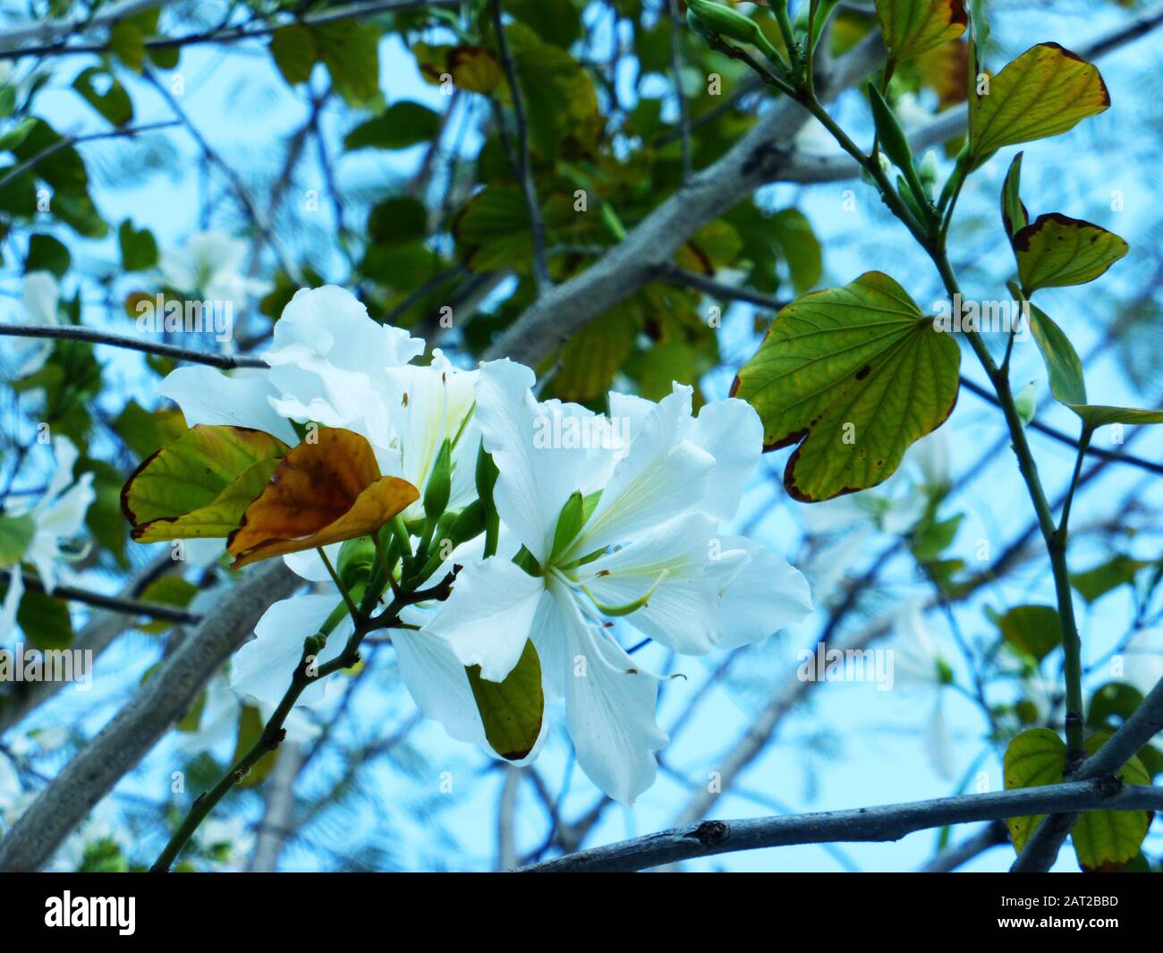 Die weiße Bauhinia ist wunderschön Stockfoto