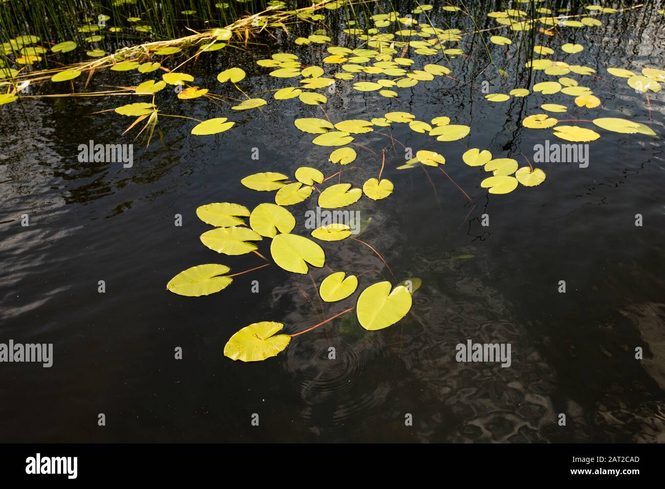 Water Lilly Stockfoto