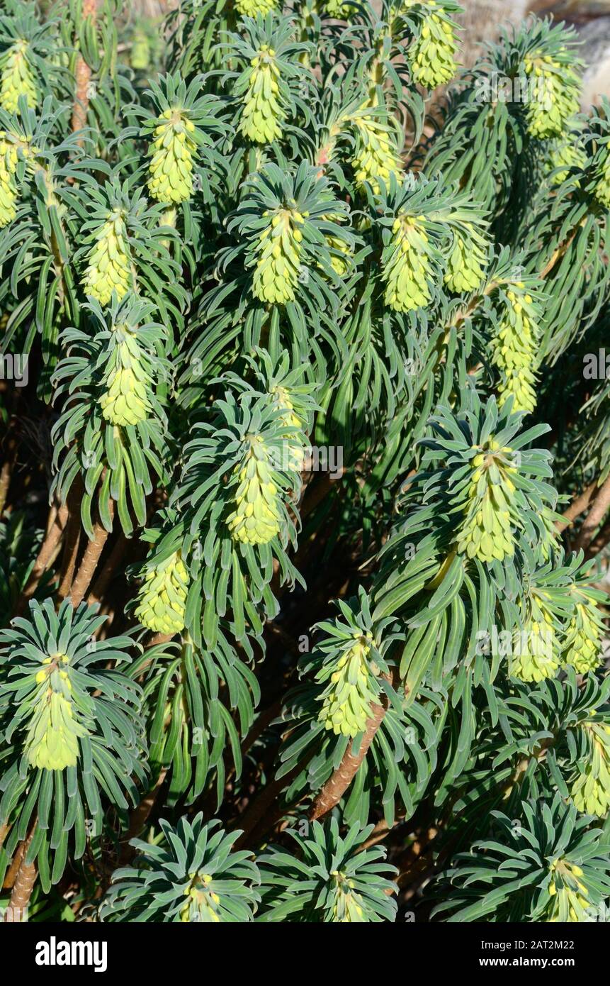 Euphorbia characias forestcate spurge immergrüne mehrjährige Pflanze silbergraue Blätter Stacheln gelber Blumen Stockfoto