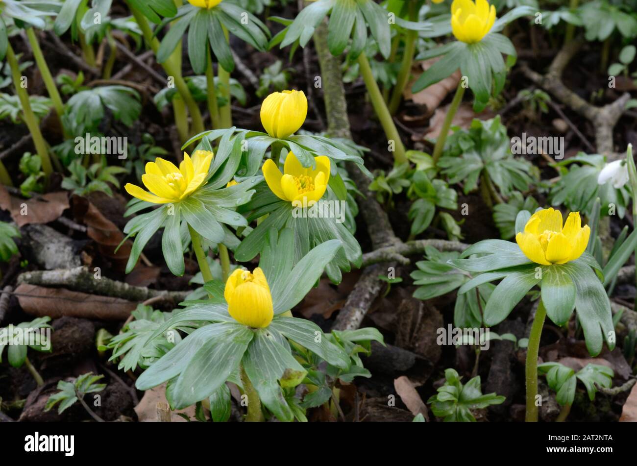 Eranthus hyemalis Winter Aconite Winter Hellebore blühende Pflanze der Familie Butterbecher in auf Waldboden Stockfoto