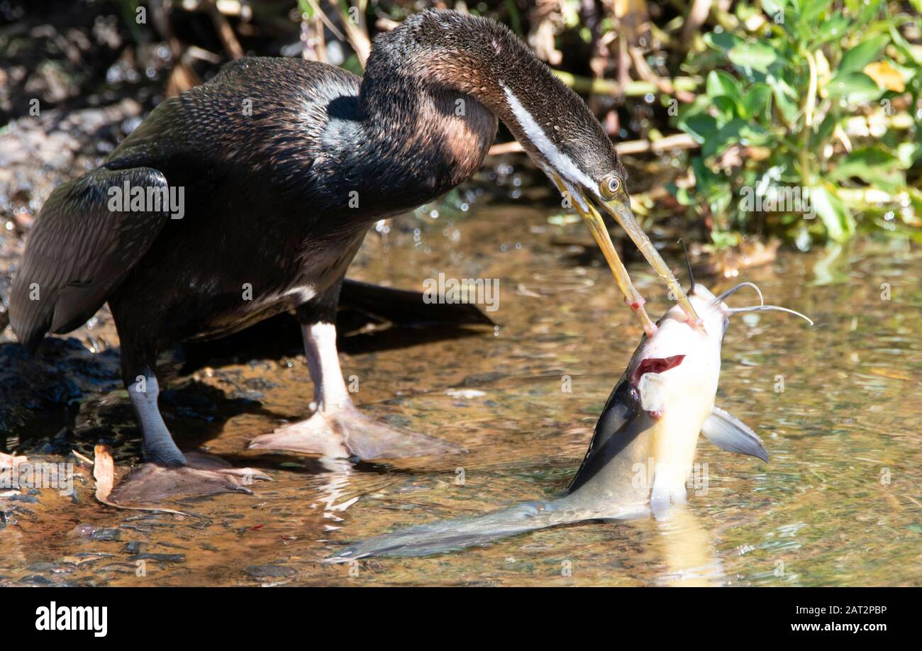 Australasian Darter, Fischfang im Sumpf des Northern Territory Stockfoto