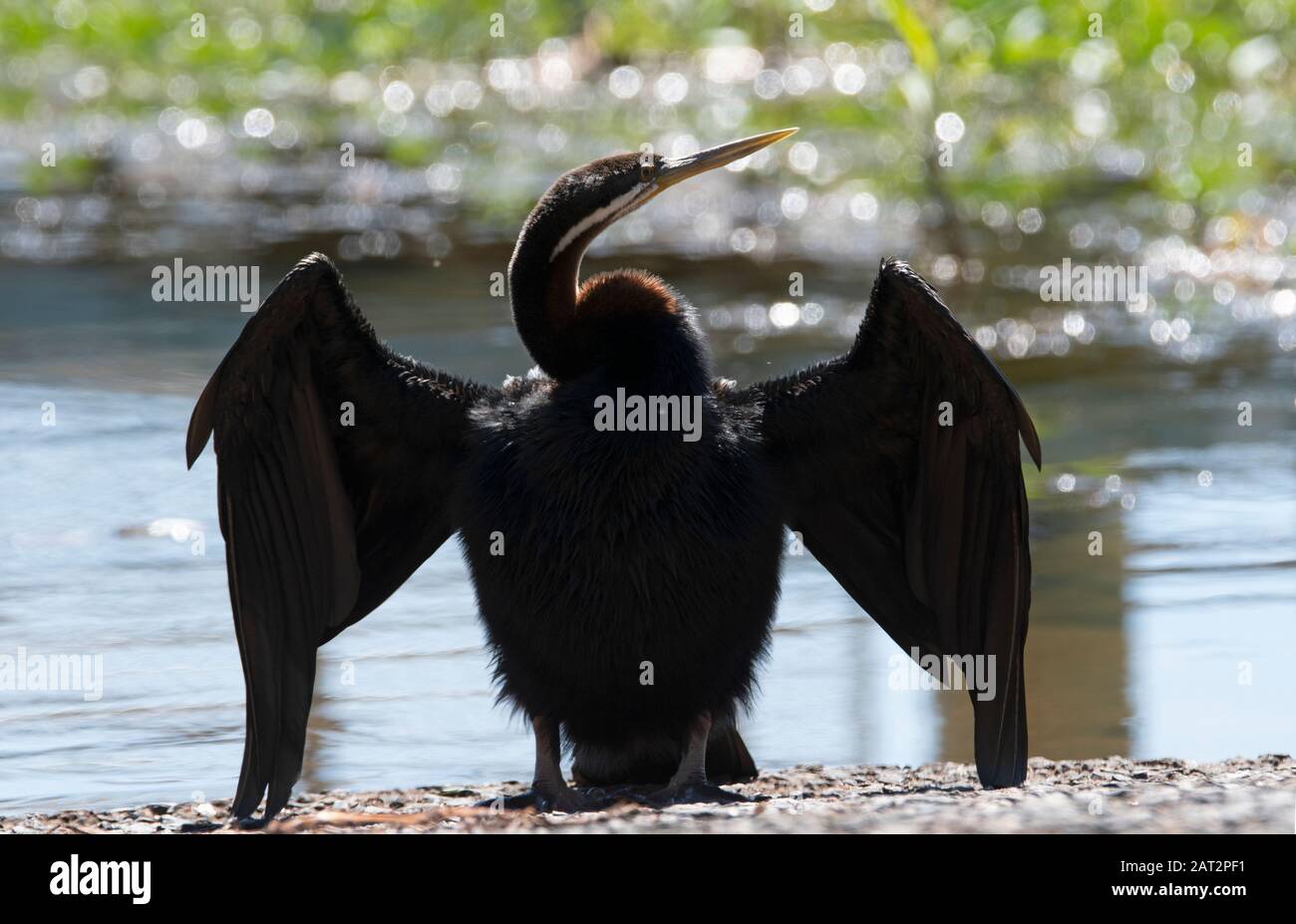 Australasian Darter, Fischfang im Sumpf des Northern Territory Stockfoto
