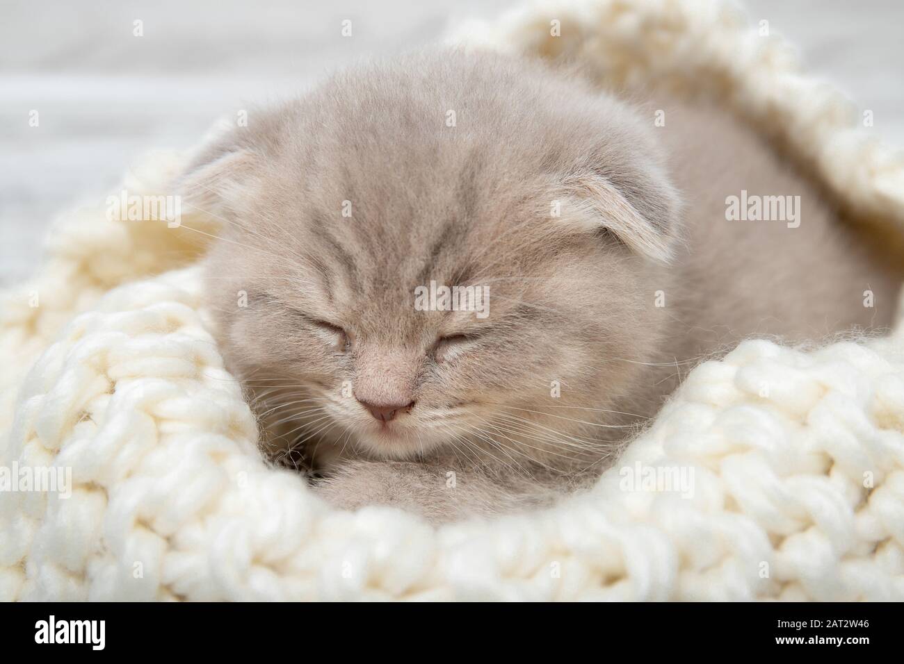Süße Ingwerkätzchen schlafen. Nahaufnahme Stockfoto