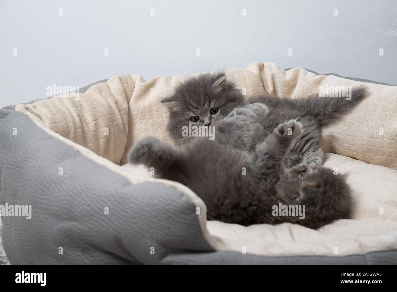 Zwei Kätzchen liegen auf dem Bett für Katzen. Kätzchen spielen Stockfoto