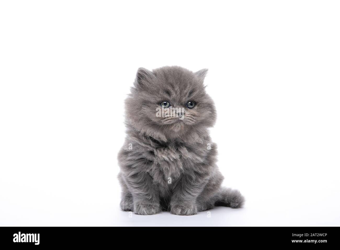 Kleine schwarze Kätzchen, die auf einem weißen, isolierten Hintergrund sitzen Stockfoto