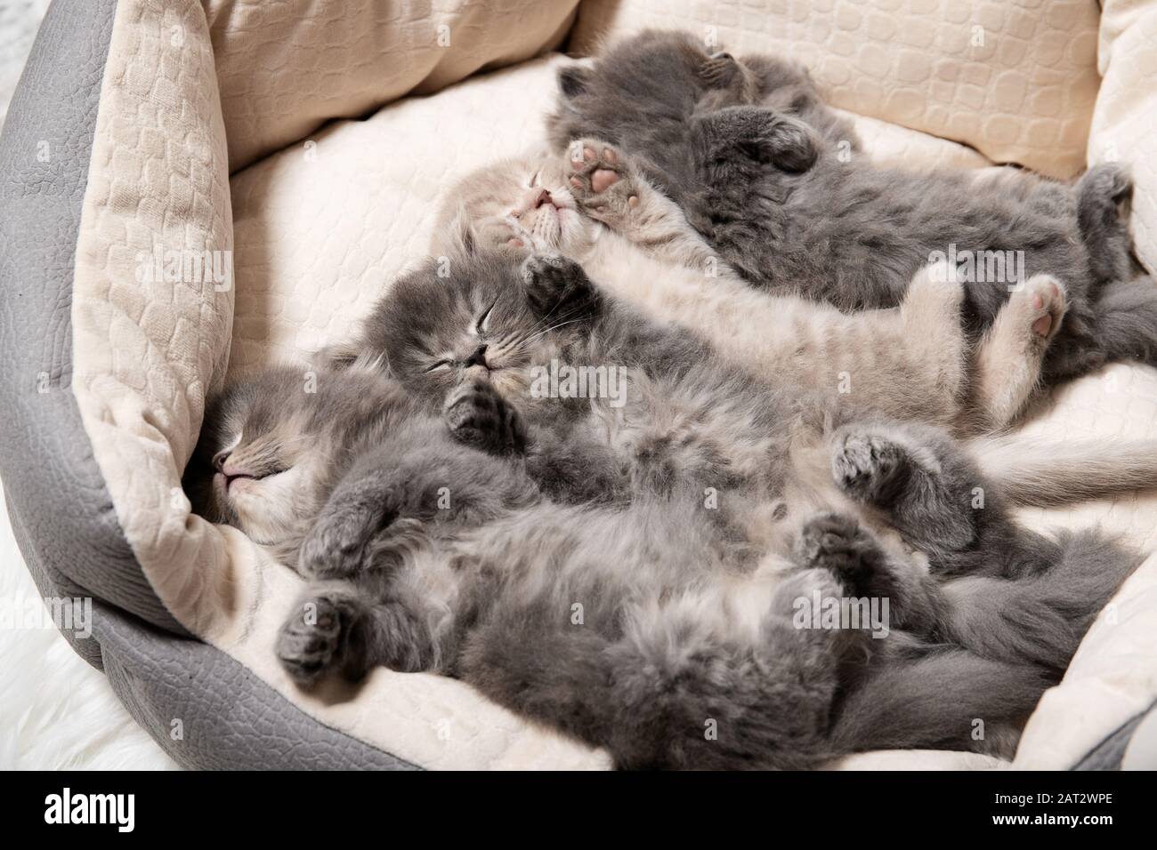 Schöne Kätzchen schlafen im Zimmer Stockfoto