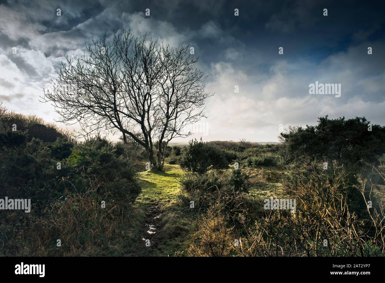 Die wild zerklüfteten Lebensraum von Goonzion Abschreibungen auf Bodmin Moor in Cornwall. Stockfoto