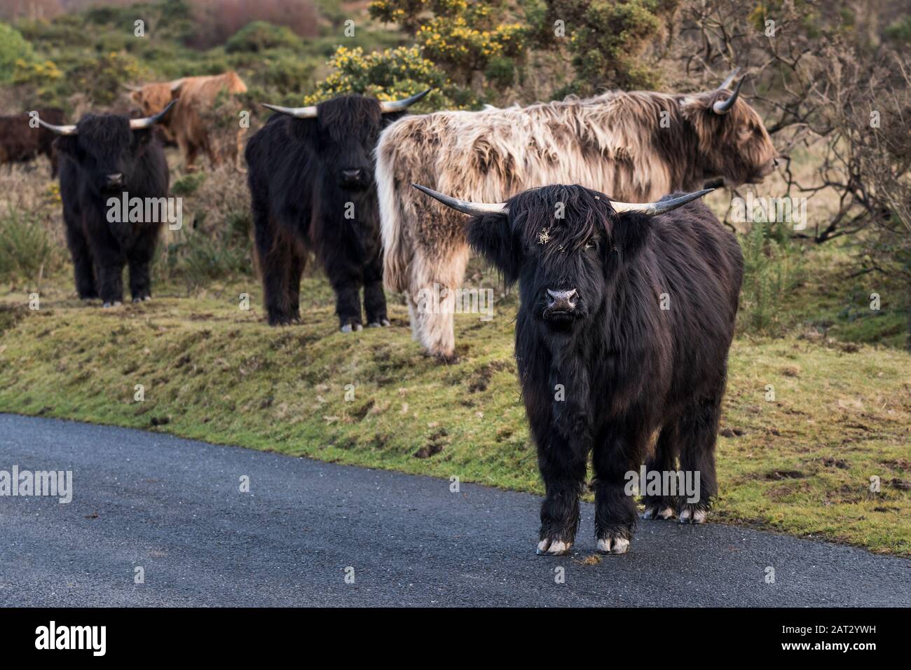 Highland Cattle wandering on the Road on Goonzion Downs in Cornwall. Stockfoto