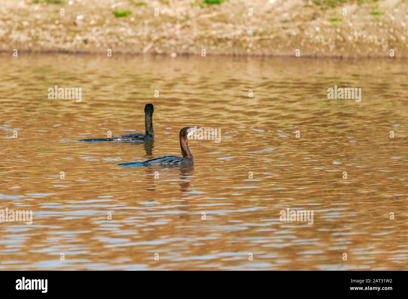 Ein paar kleine Kormoran schwimmen in einem Teich Stockfoto