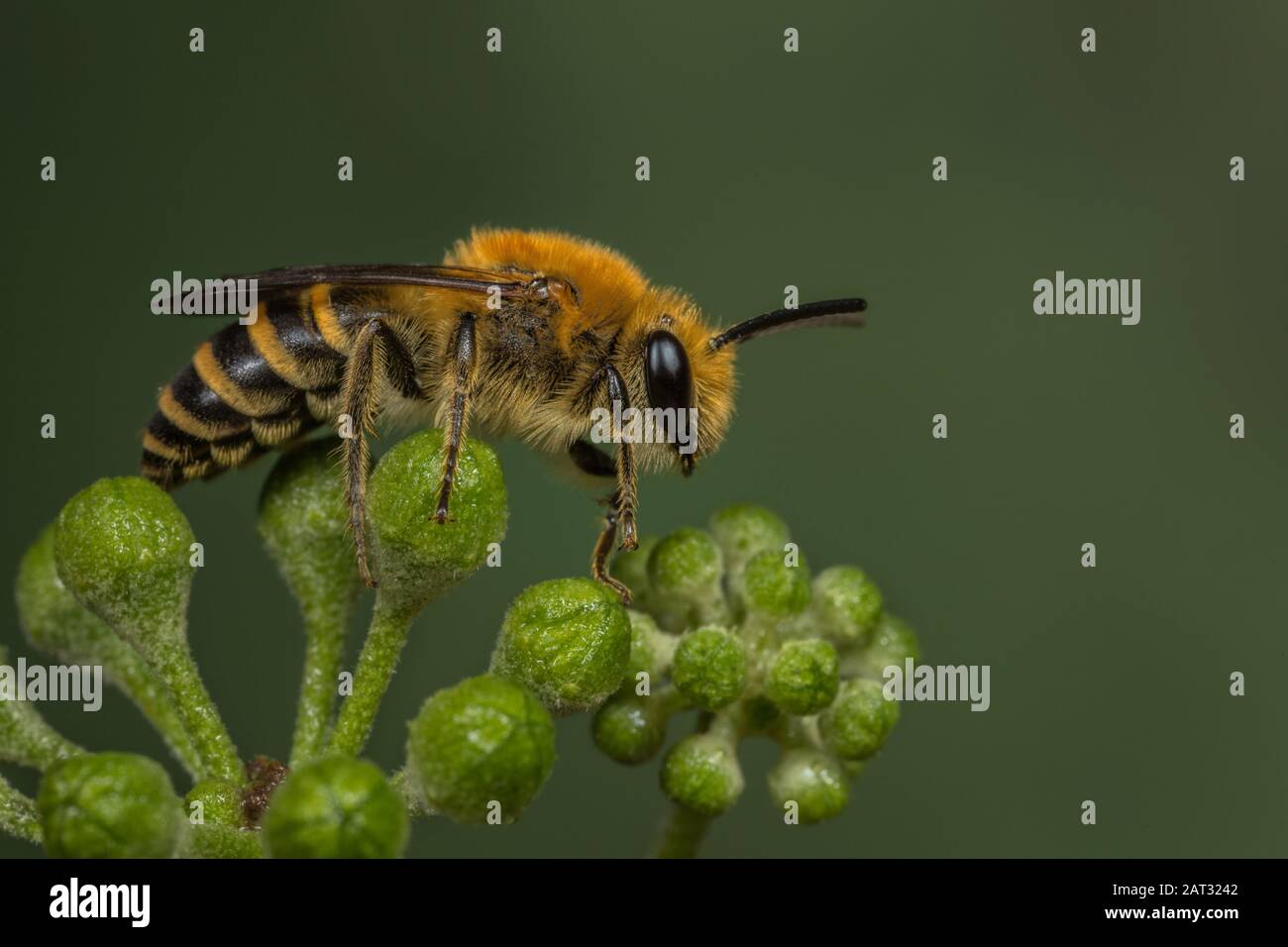 Männliche Colletes hederae Ivy Bee auf einer Efeupflanze. Stockfoto