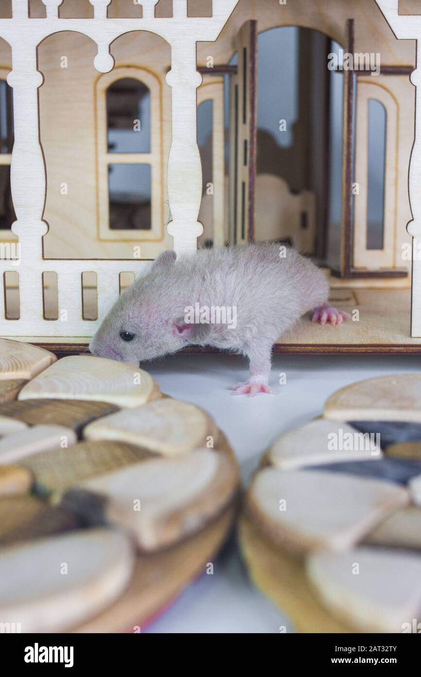 Kleine Ratten in einem Holzhaus, Symbol für das Jahr 2020 der Ratte Stockfoto