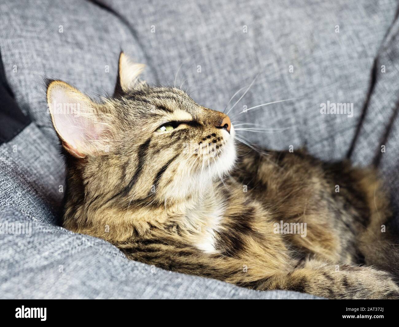 Graue Katze auf grauem Sesselsack schnüffelt den Geruch von Nahrung Stockfoto
