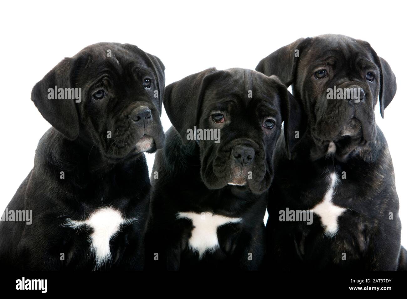 Cane Corso, Hunderasse aus Italien, Pup auf weißen Hintergrund Stockfoto