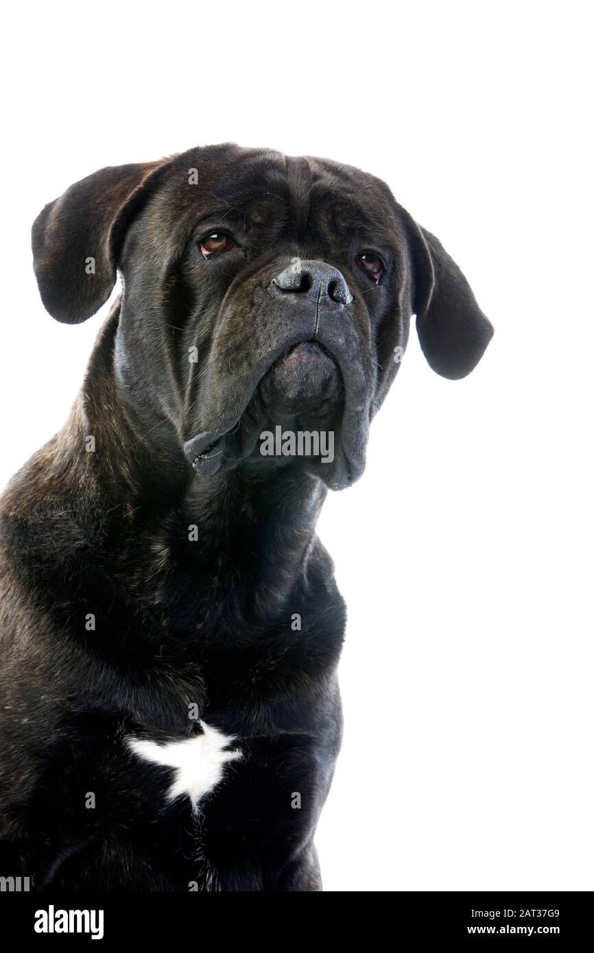 Cane Corso, Hunderasse aus Italien, Porträt von Erwachsenen vor weißem Hintergrund Stockfoto