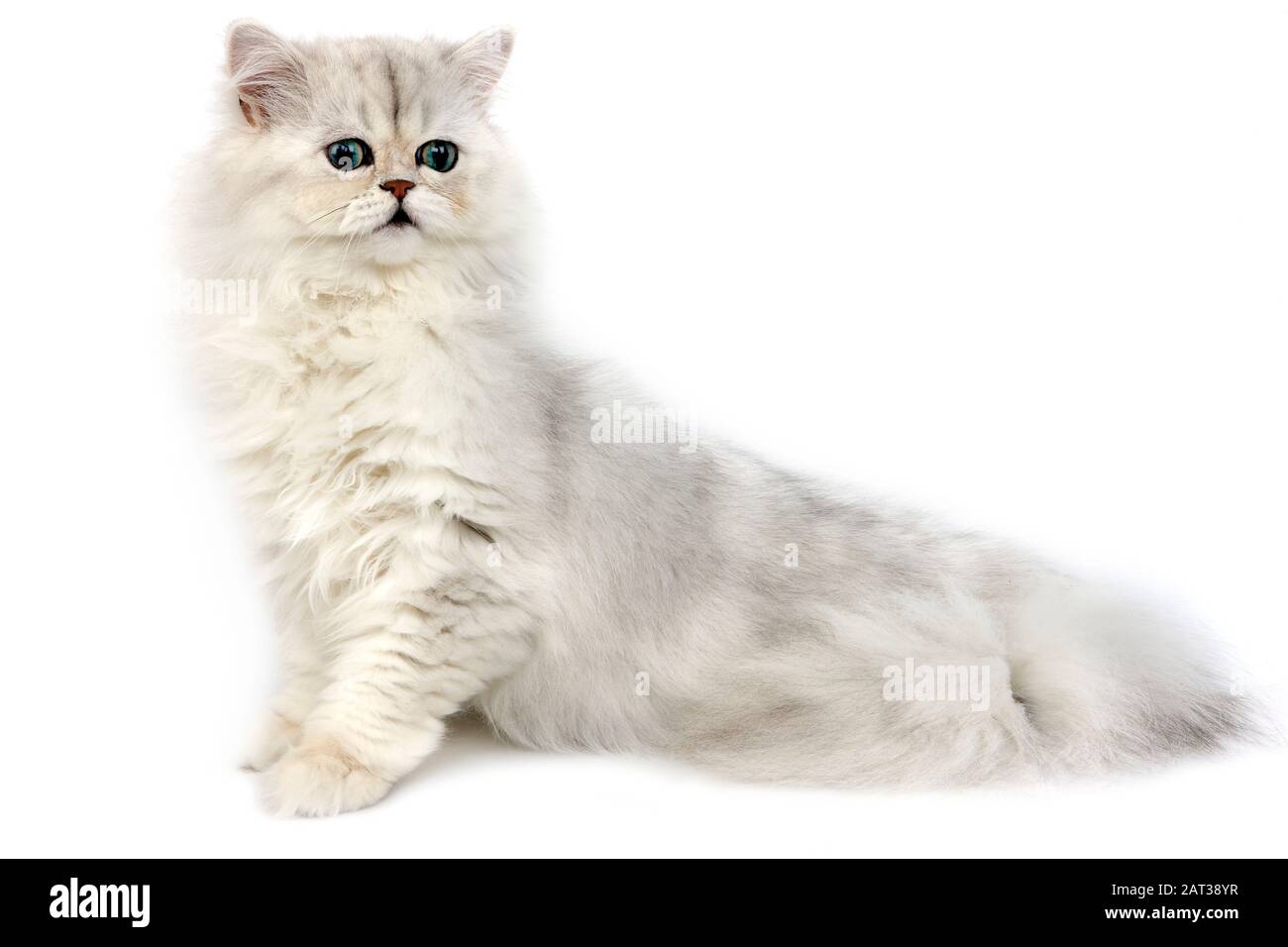 Silber Chinchilla Perser Hauskatze, Erwachsenen sitzen vor weißem Hintergrund Stockfoto