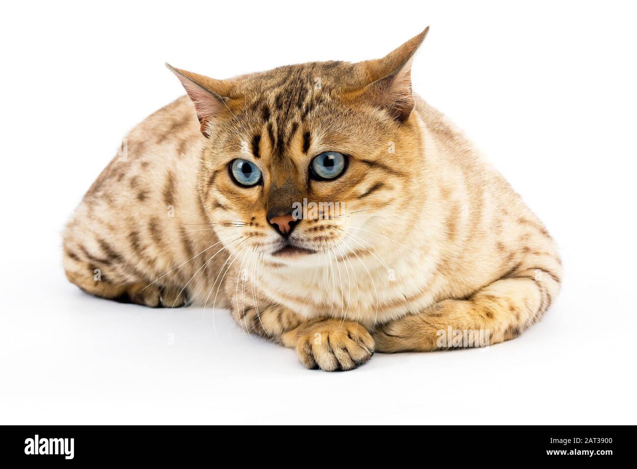 Seal Mink Tabby Bengal Hauskatze, Männlich Verlegung vor weißem Hintergrund Stockfoto