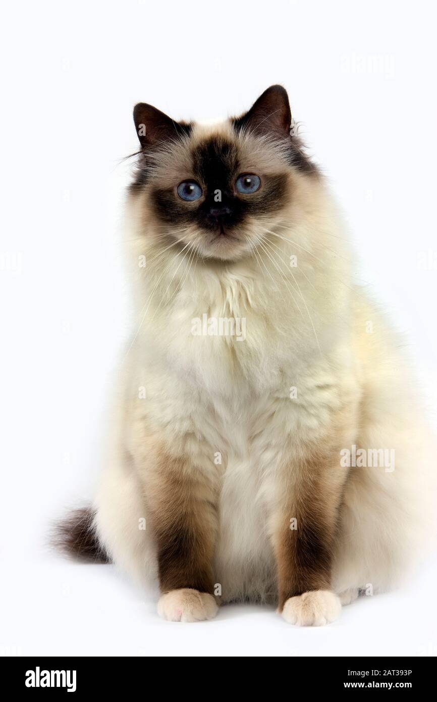 Dichtung Birmanese Hauskatze, Erwachsenen sitzen vor weißem Hintergrund Stockfoto