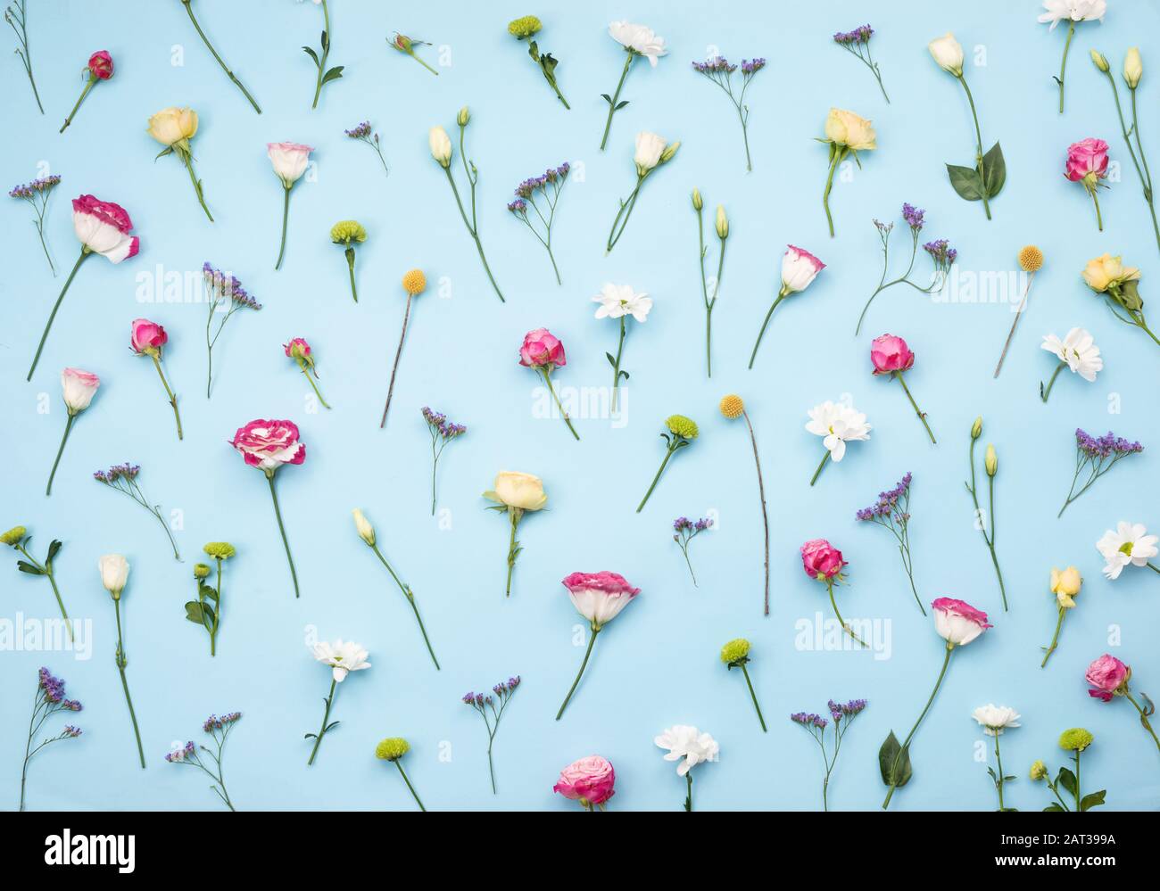 Verstreute frische, bunte Blumen auf blauem Tisch Stockfoto