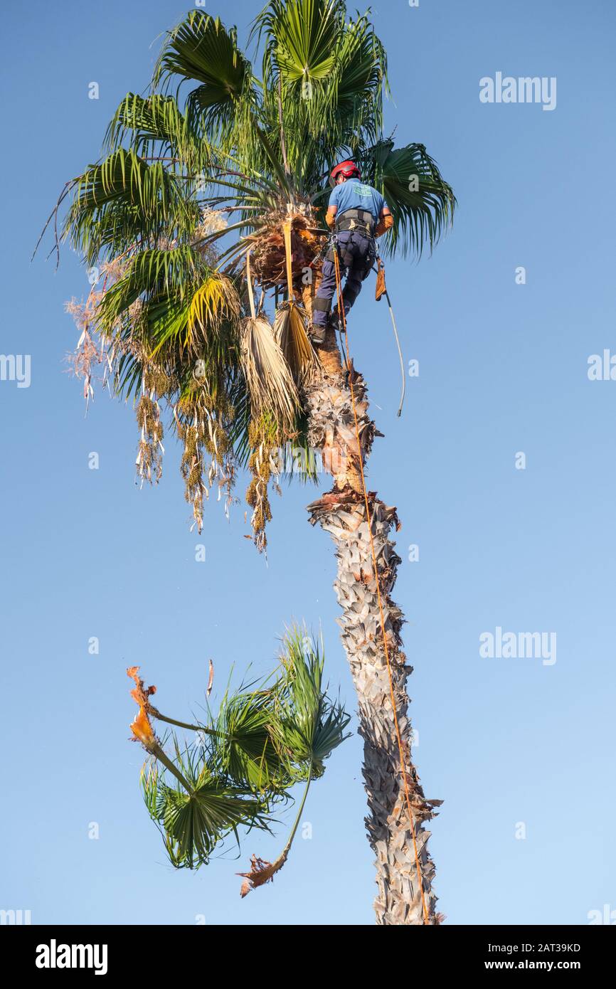 Arborist oder Baumchirurg, beschneiden eine Palme. Stockfoto Arborist oder Baumchirurg, beschneiden eine Palme. Stockfoto