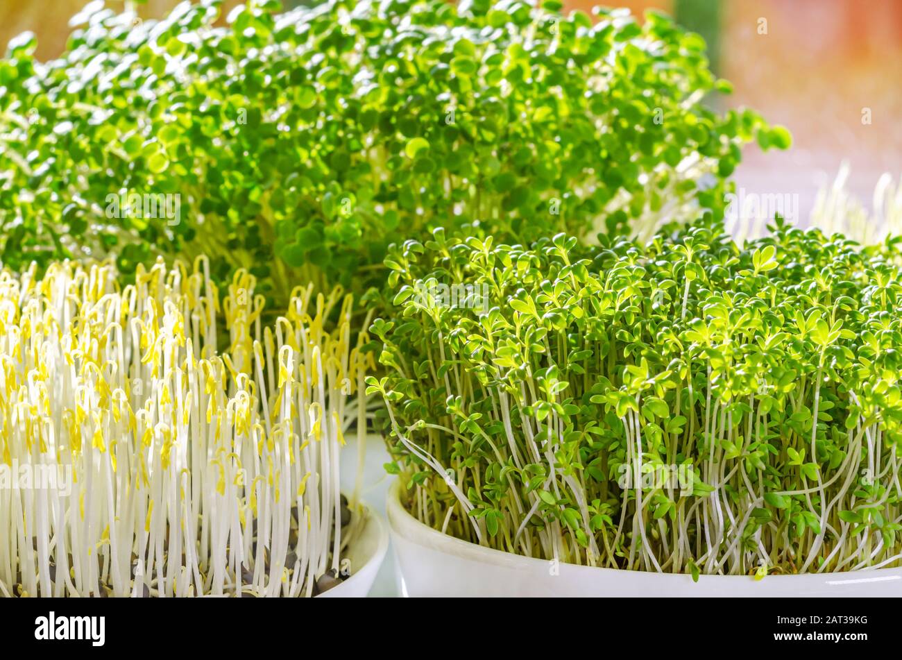 Drei verschiedene Mikrogreens im Sonnenlicht. Sprösslinge aus grünen Linsen, Gartenkresse und Arugula. Vorderansicht von grünen Sämlingen, jungen Pflanzen. Stockfoto