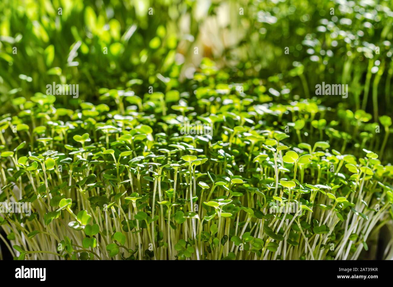 Microgreens auf der Fensterbank im Sonnenlicht. Sprösslinge von Arugula vor anderen Sprossen. Vorderansicht von grünen Sämlingen und jungen Pflanzen. Stockfoto