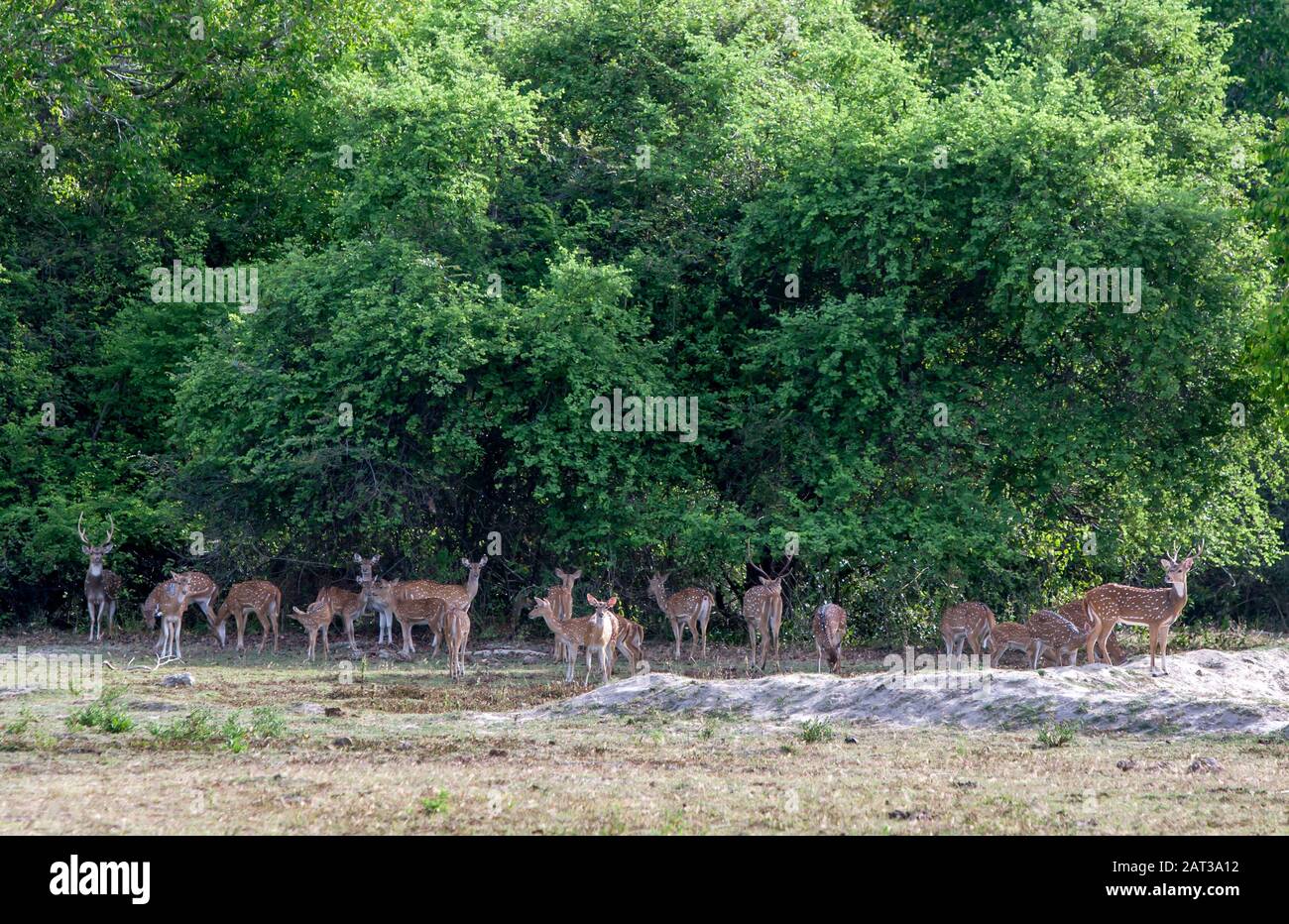 Eine Herde wild Gefleckter Deer (Axis Axis ceylonensis) unter dem Schatten von Bäumen in der Nähe von Panama an der Ostküste Sri Lankas. Stockfoto