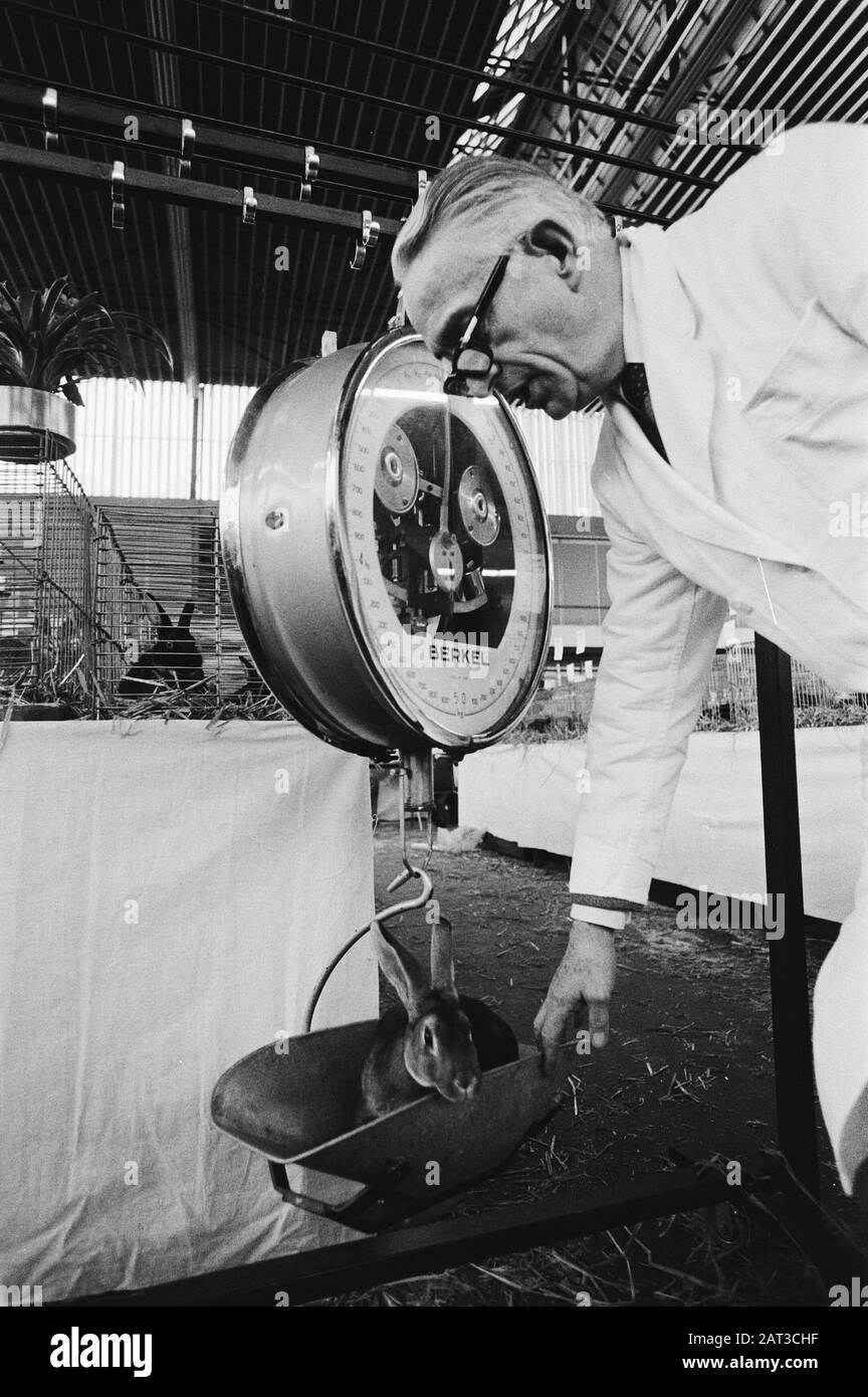 Inspection Animals Saco Small Animals Ausstellung in der RAI Wiegen eines Kaninchens Datum: 23. November 1979 Ort: Amsterdam/Noord-Holland Schlüsselwörter: Inspektionen, Inspektoren, Kaninchen, Ausstellungen Name Der Institution: RAI Stockfoto