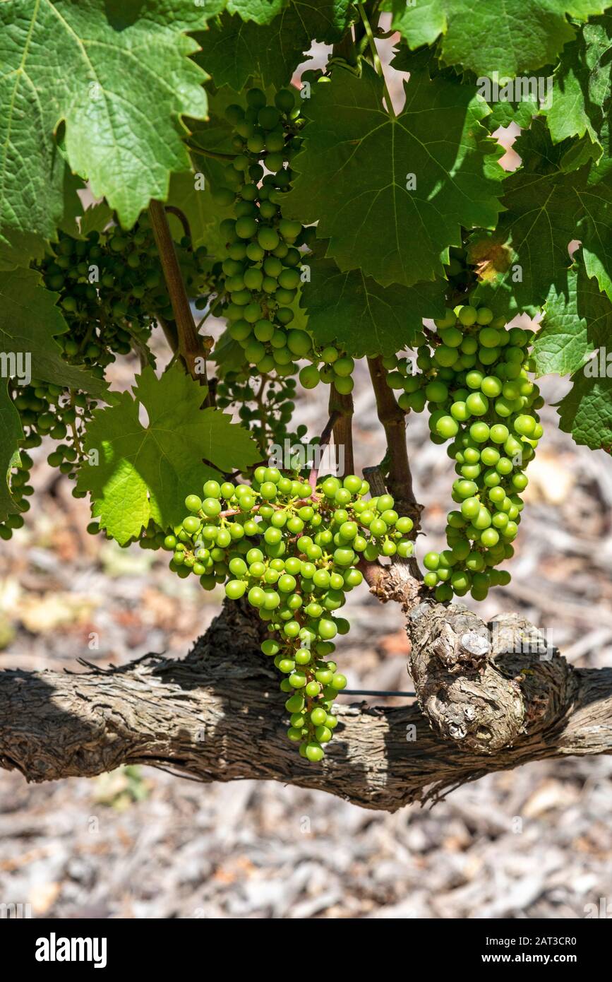 Faure, Stellenbosch, Westkappo, Südafrika. Dezember 2019. Das Weingut Vergenoegd. Frühsommer und kleine Sauvignon-Trauben wachsen an einer alten Rebe Stockfoto