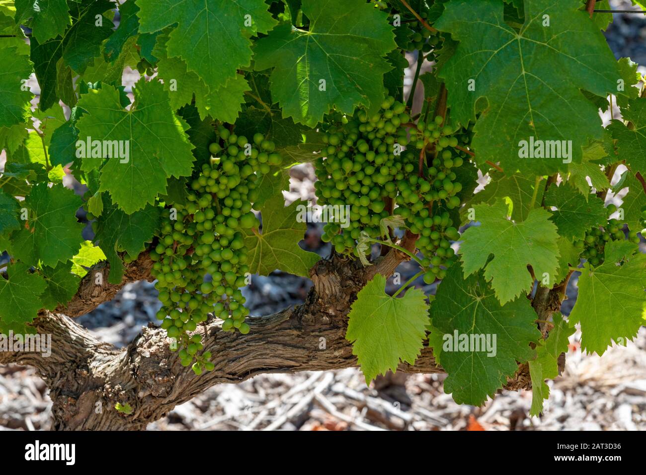 Faure, Stellenbosch, Westkappo, Südafrika. Dezember 2019. Das Weingut Vergenoegd. Frühsommer und kleine Sauvignon-Trauben wachsen an einer alten Rebe Stockfoto