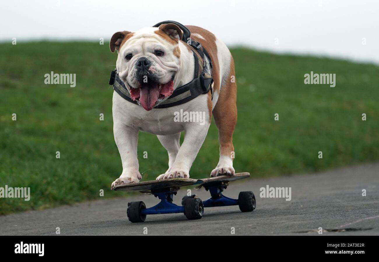 Kiko der 2 Jahre alte britische Bulldogge Skateboarden mit seinem Besitzer Ebel Perez aus Shiremoor, North Tyneside. Stockfoto