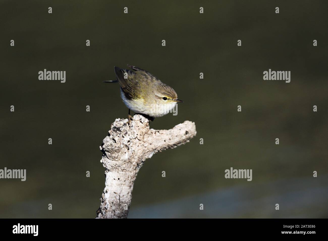 Überwinternde Hiffchaff, Phylloscopus collybita Stockfoto