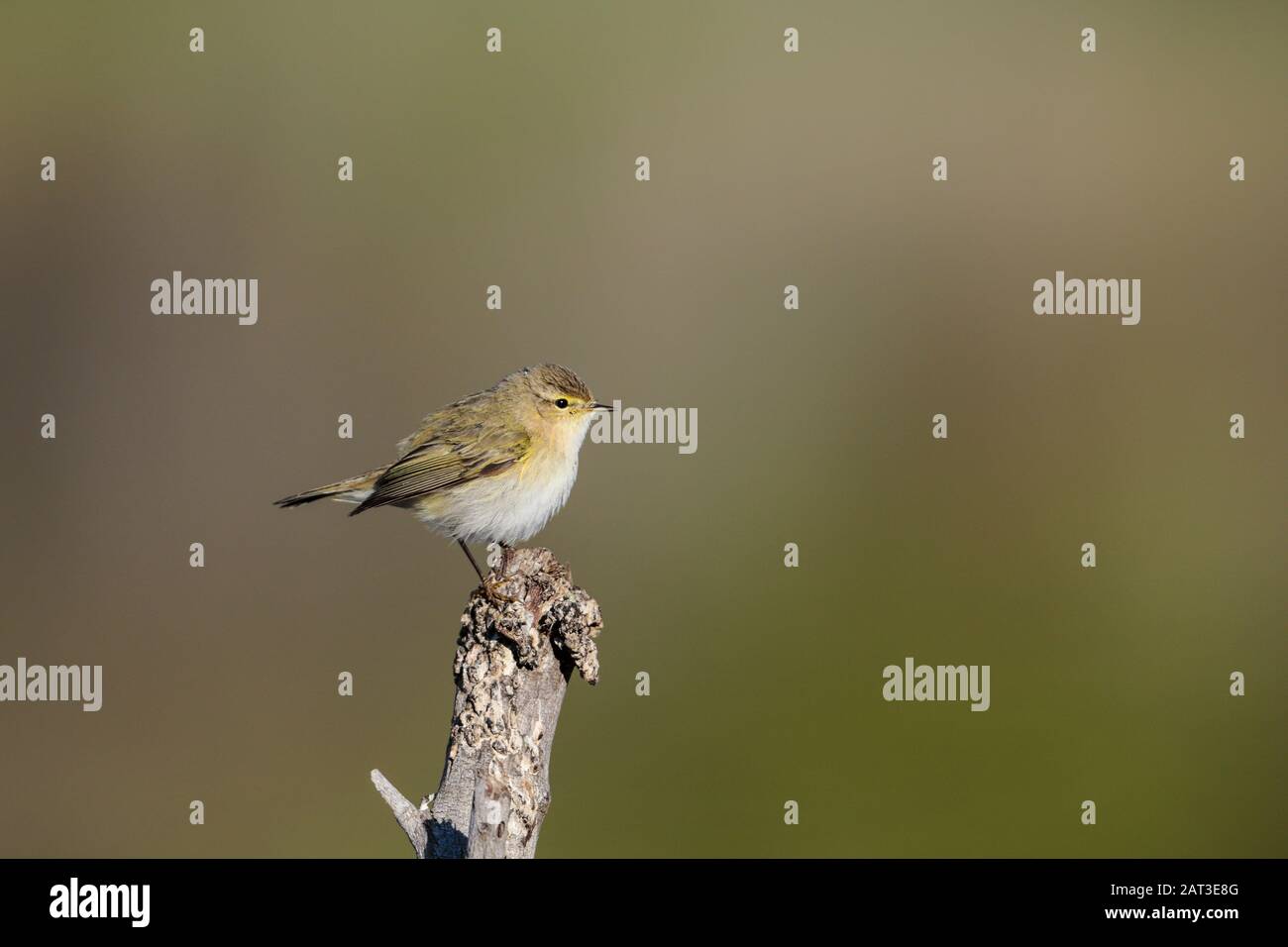 Überwinternde Hiffchaff, Phylloscopus collybita Stockfoto