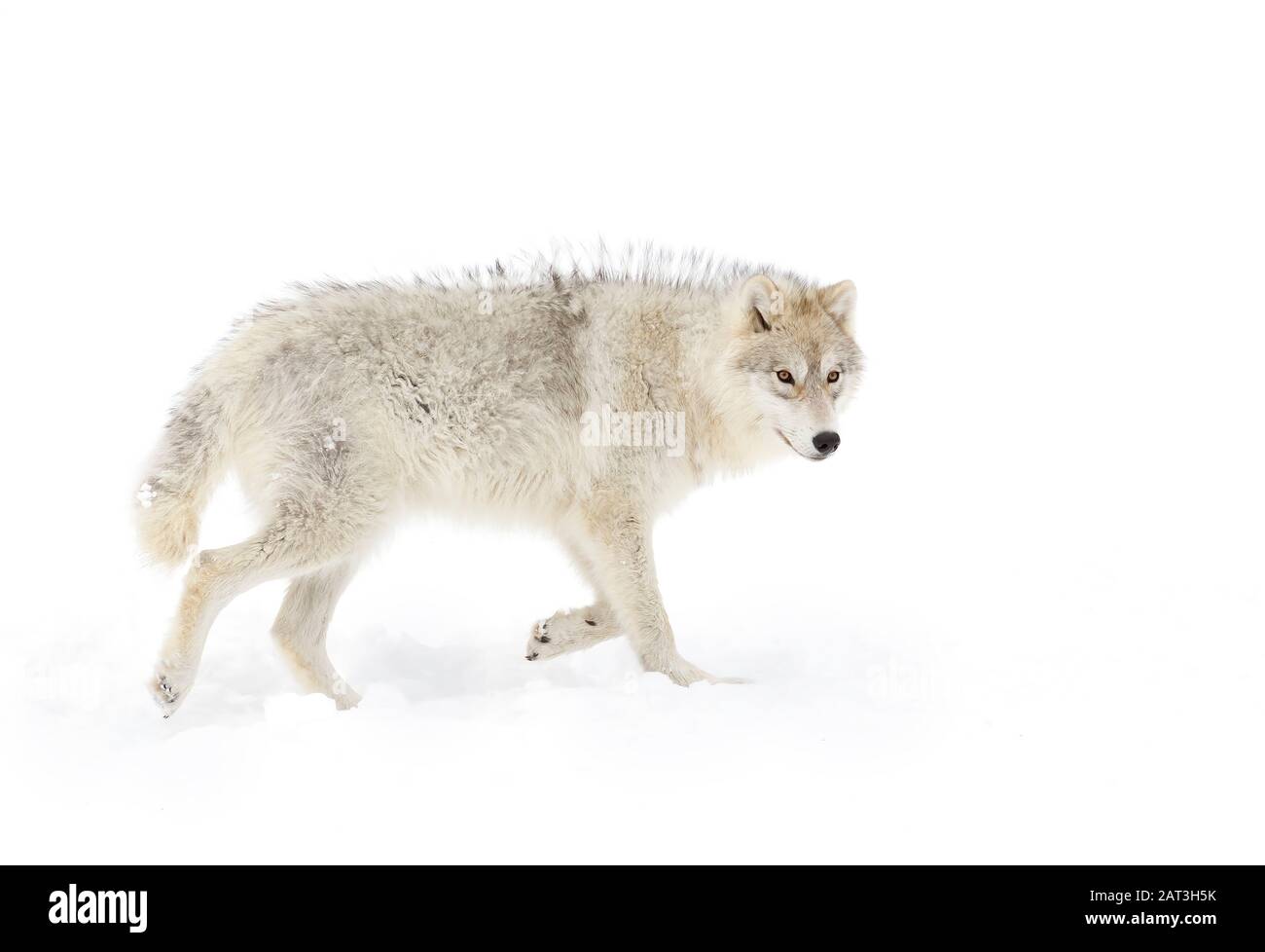 Arctic Wolf auf weißem Hintergrund wandern im Winter Schnee in Kanada isoliert Stockfoto