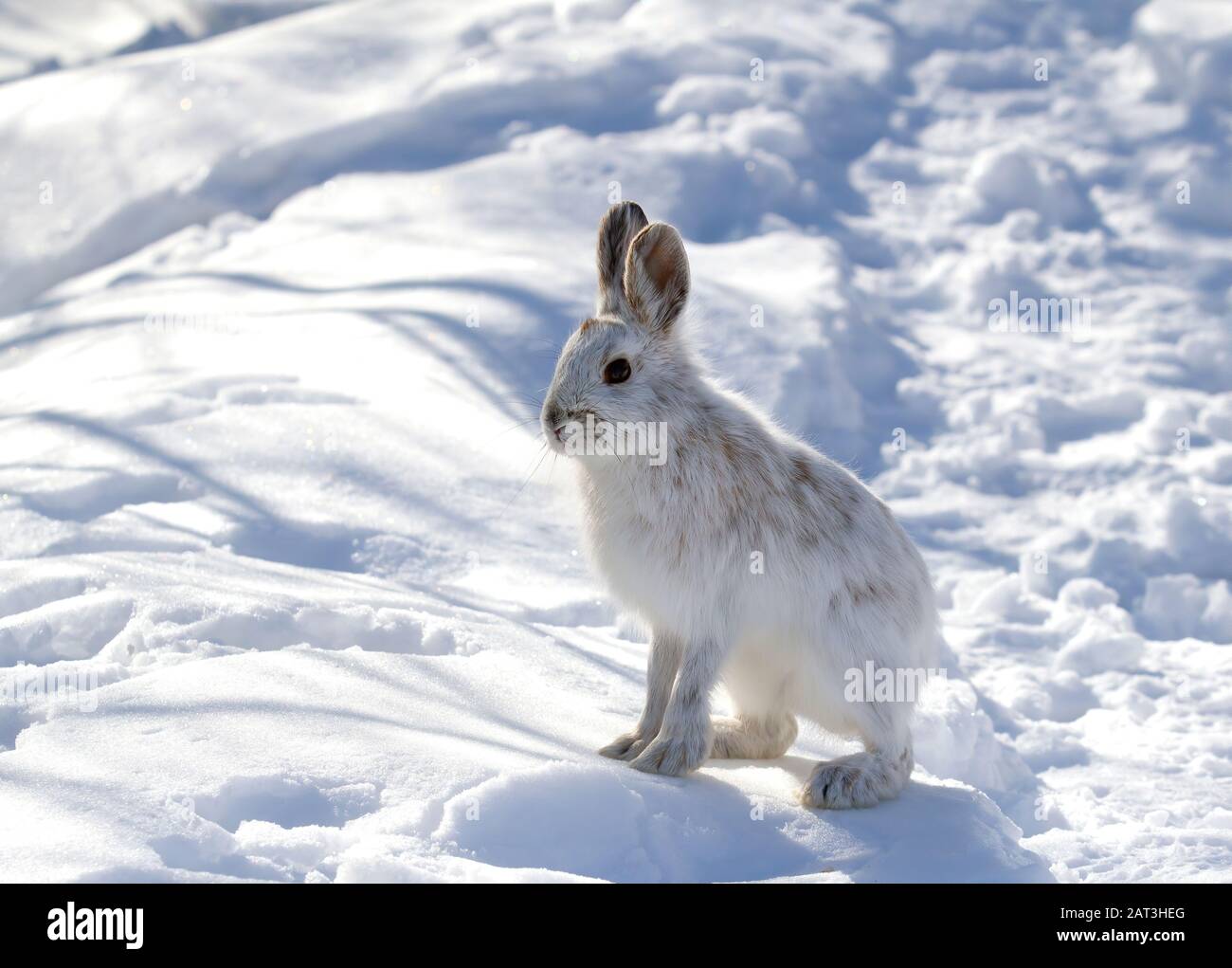 White Snowshoe Hase oder Variierender Hase Closeup im Winter in Kanada Stockfoto