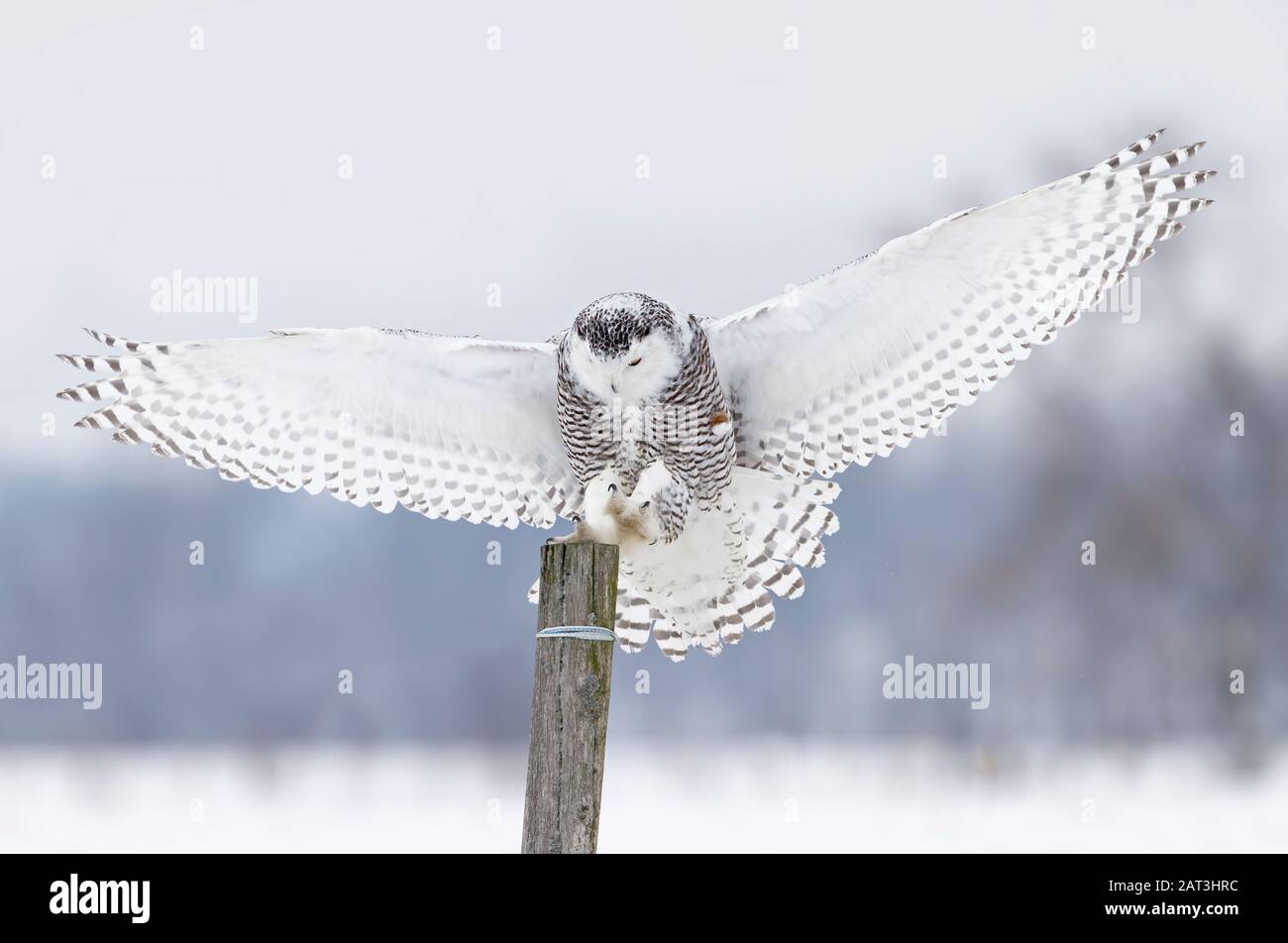 Schnee-Eule, die auf dem Postweg in Ottawa, Kanada landen Stockfoto