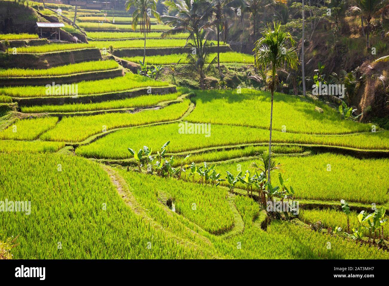 Indonesien, Bali, Tegalang Rice Terraces in der Nähe von Ubud Stockfoto