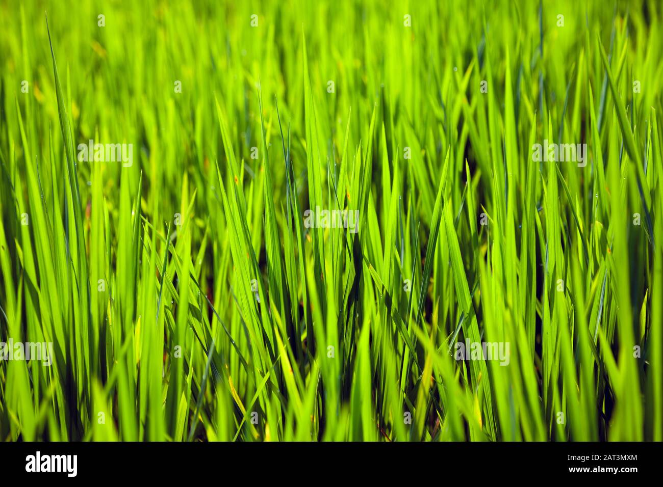 Asien, Indonesien, Bali, Tegalang Rice Terraces in der Nähe von Ubud, Rice Crop Stockfoto