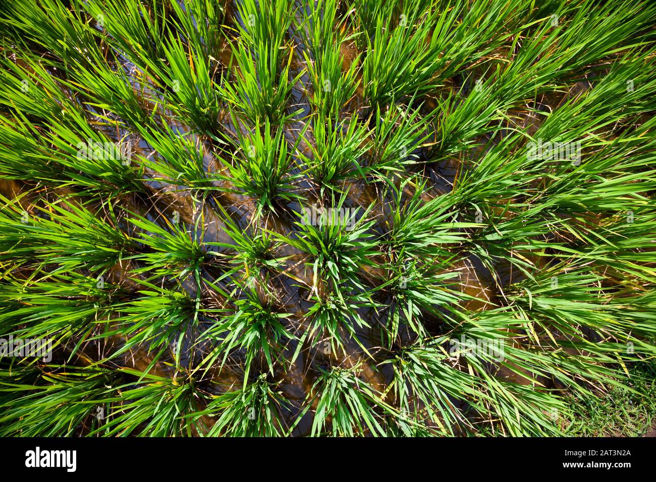 Indonesien, Bali, Tegalang Rice Terraces in der Nähe von Ubud, Rice Plants, die auf überfluteten Paddy wachsen Stockfoto