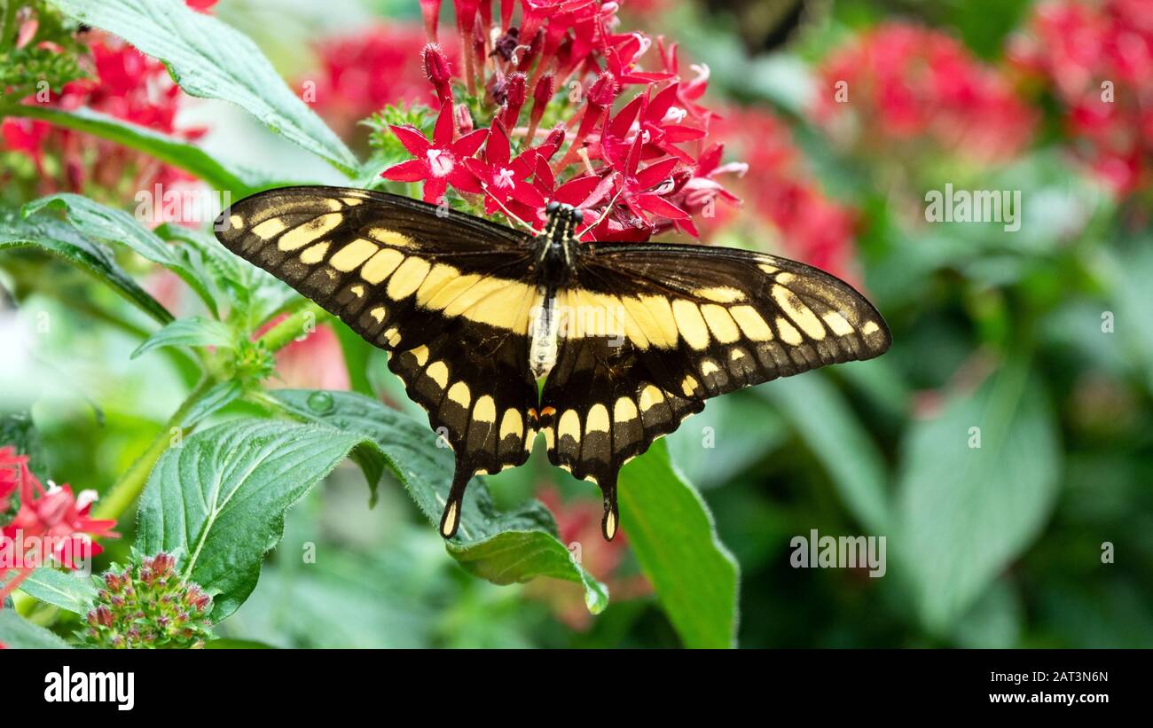Schwalbenschwanz auf einer Blume Stockfoto