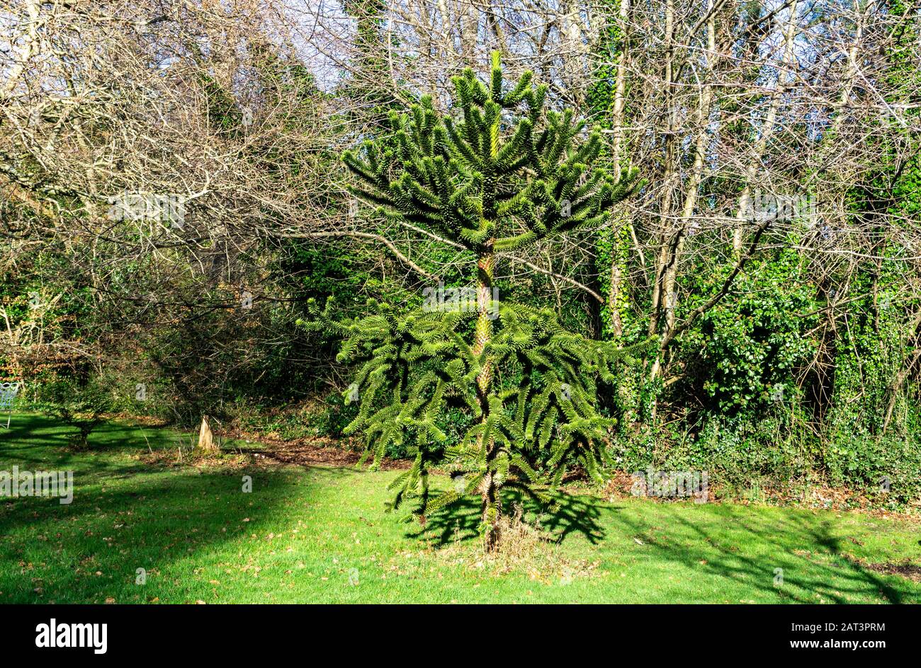Ein Affe Puzzle Tree, Araucaria Araucana, hier in einer Parklandschaft. Stockfoto