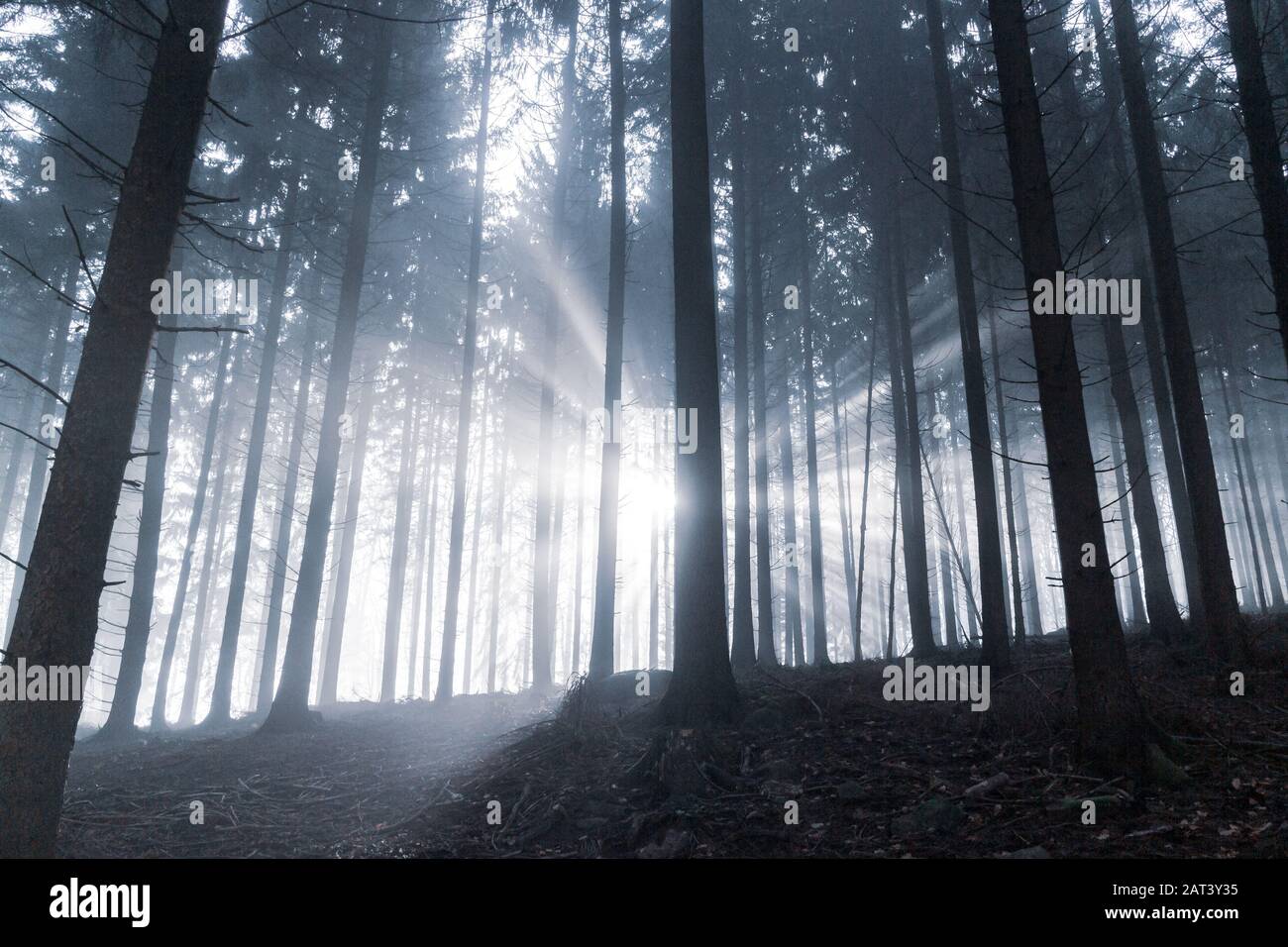 Nadelbäume in einem deutschen Wald. Die ersten Sonnenstrahlen des Tages leuchten durch den Winternebel. Stockfoto