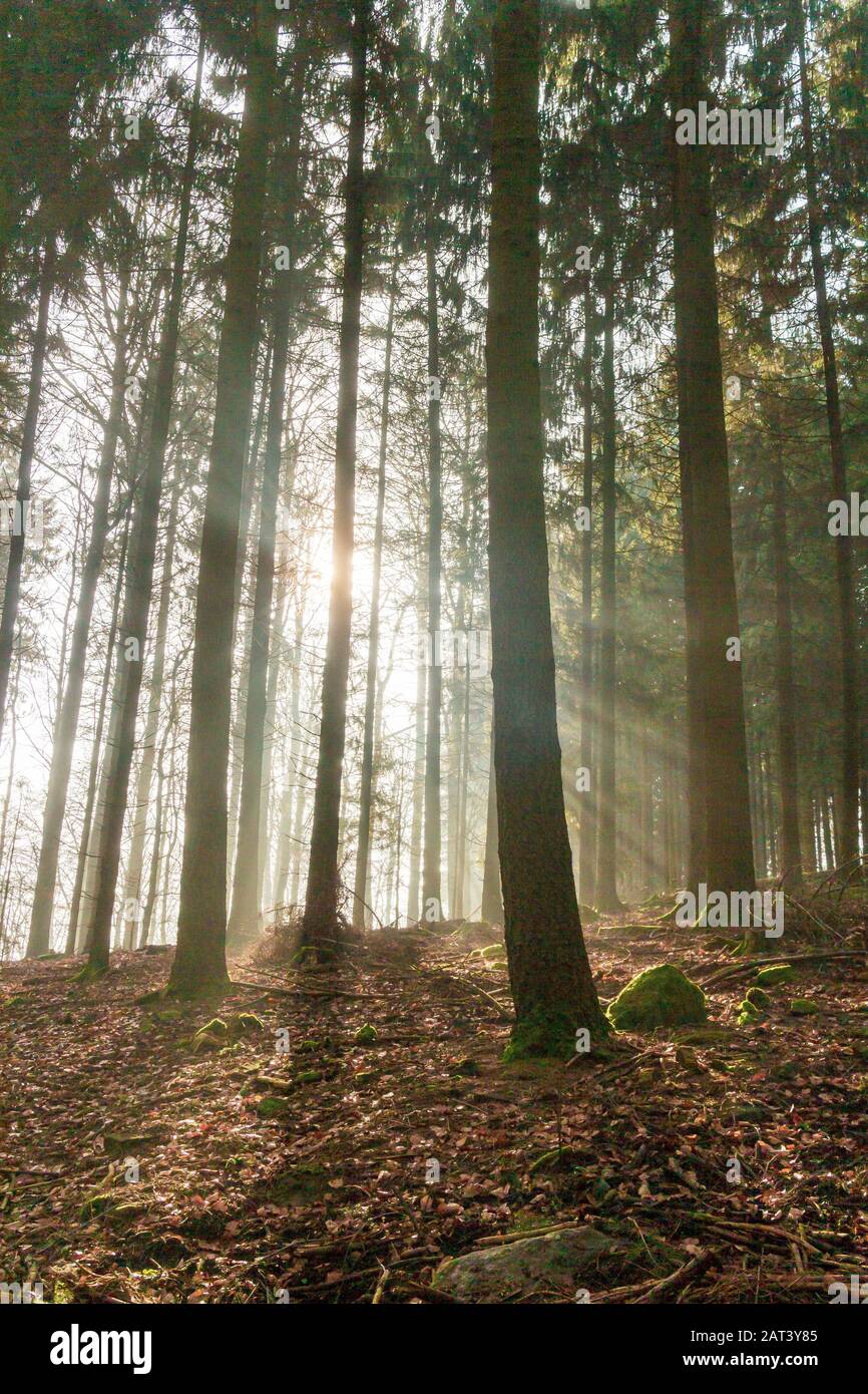 Nadelbäume in einem deutschen Wald. Die ersten Sonnenstrahlen des Tages leuchten durch den Winternebel. Stockfoto