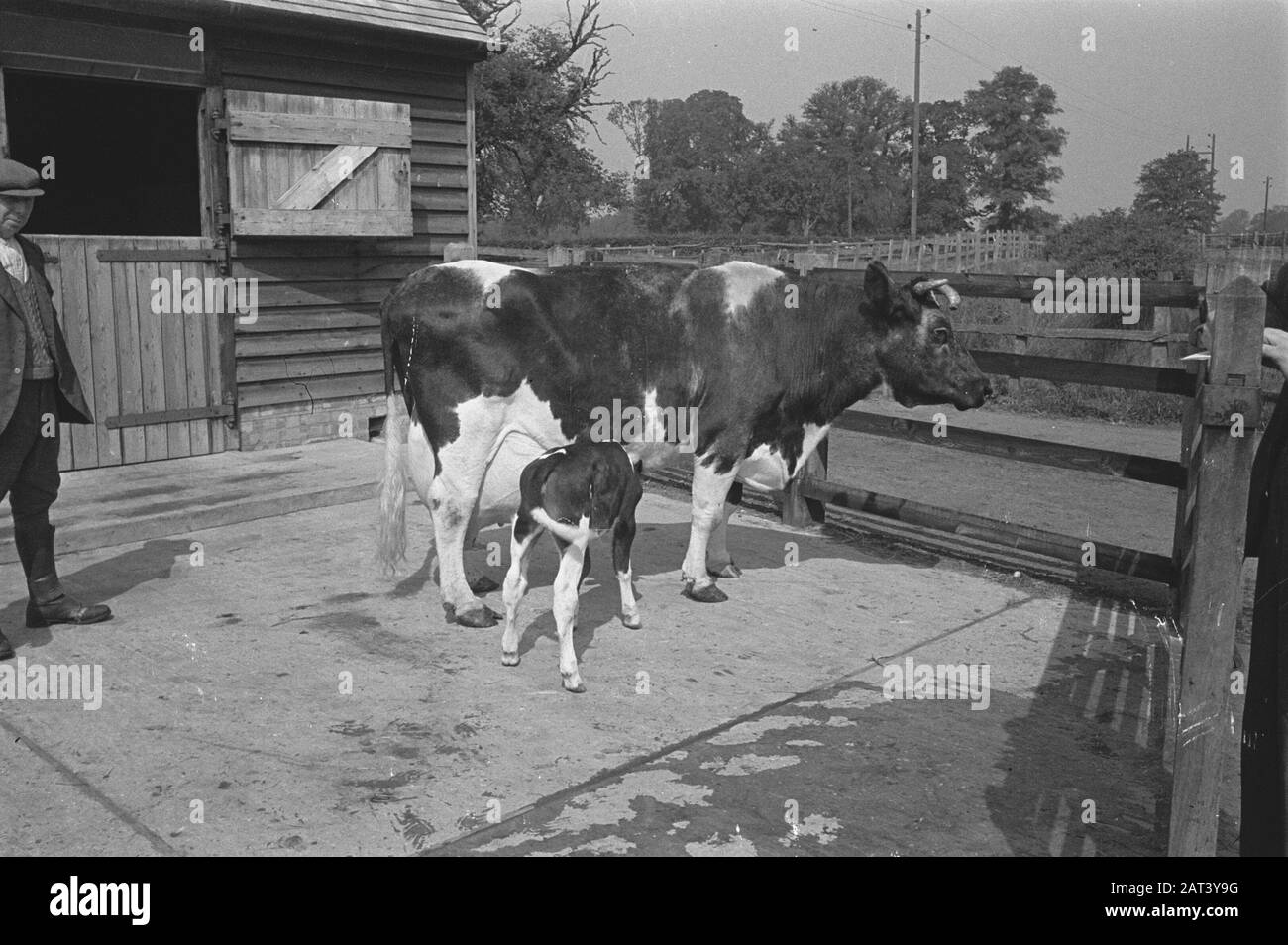 1938 gab es in Holland etwa 1,5 Millionen Milchkühe, die durchschnittlich 1000 Gallonen Milch pro P.a. Mit einem Fettgehalt von 3,56 produzierten. Viele Meisterkühe und Bullen wurden exportiert, um neue Herden in mehreren Ländern zu gründen. Die beiden ältesten in England ansässigen Herden sind die Terling- und die Lavenham-Herde, die mehr als 1500 Kopf an Lord Ralleighs Farmen in Essex zählen. Diese Herden - attestiert und tuberkulin getestet - haben viele Champions enthalten und erste Preise bei Milchmessen bereits im ganzen Land gewonnen. [Bildunterschrift verloren. Mutterkuh mit Kalb] Datum: Juni 1943 Ort: Essex, Großbritannien Stichwort Stockfoto