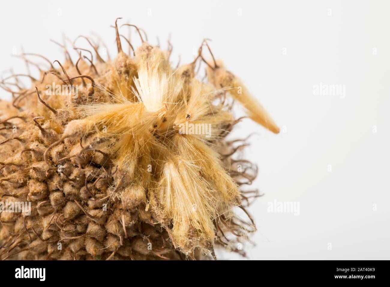 Samenköpfe des Londoner Flugzeugs, Platanus x Hispanica auf weißem Hintergrund. Die behaarten Samen sind in diesem Bild zu sehen. Dorset England GB Stockfoto