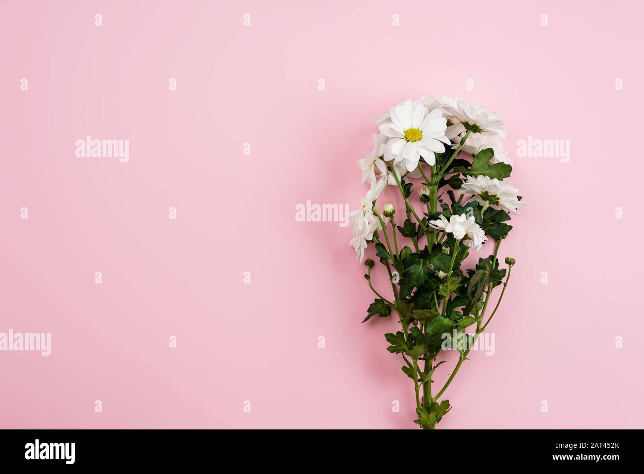Frische Gesimse auf der Seite mit rosafarbenem Hintergrund. - Kopierbereich Stockfoto