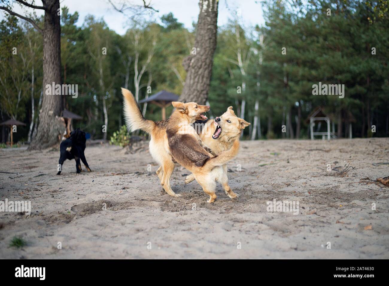 Hundekampf. Hunde kämpfen am sandigen Ufer des Sees. Stockfoto