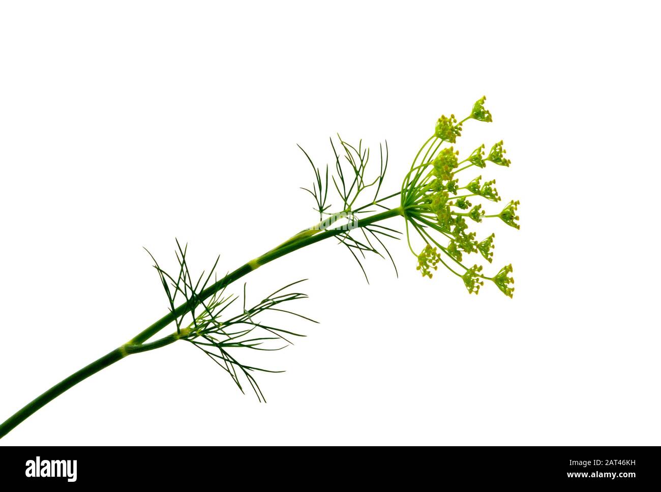 Zweig frischer grüner Dillkräuterblätter isoliert auf weißem Grund. Blühende Pflanze Dill. Stockfoto